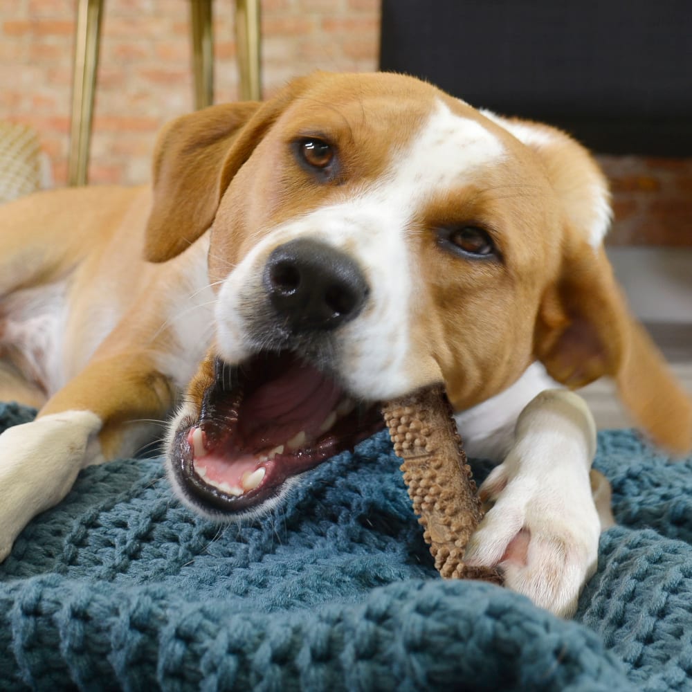 018214854593-nylabone-nubz-meaty-center-2ct-medium-lifestyle-logo-copy