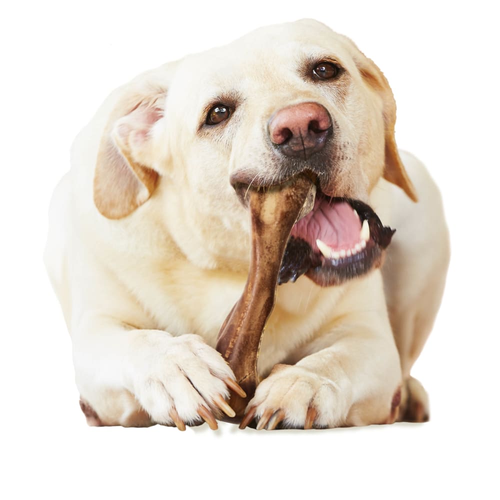 018214834670-nylabone-healthy-edibles-wild-venison-1-count-lifestyle-2