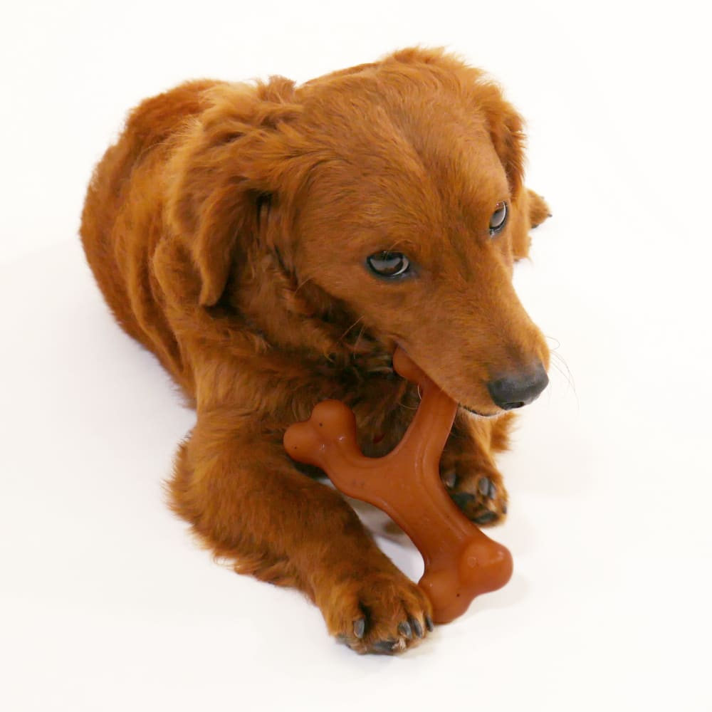 018214852209-nylabone-gourmet-style-small-bacon-wishbone-lifestyle