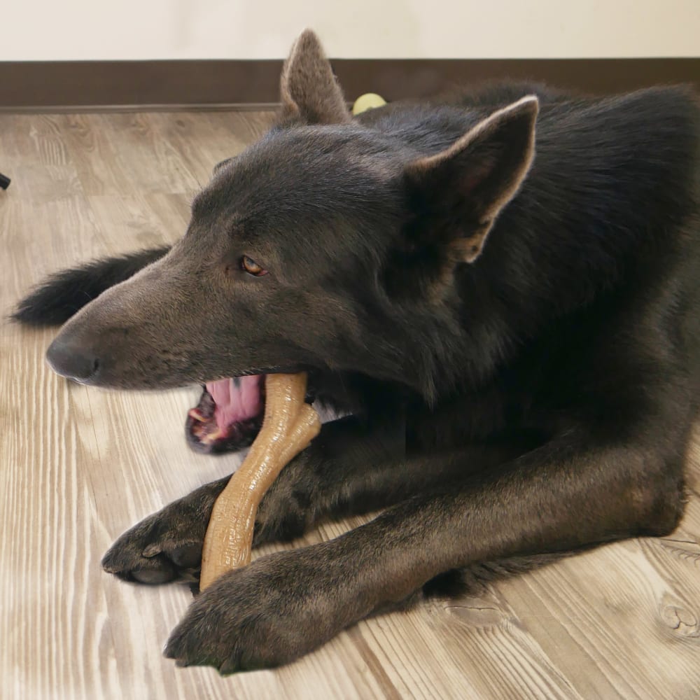 018214852704-nylabone-gourmet-style-large-chicken-stick-lifestyle