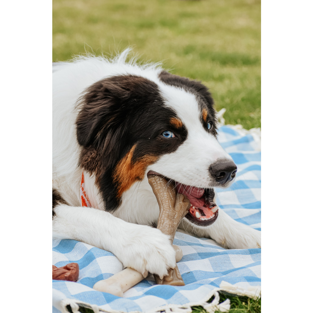 dog with power chew toy