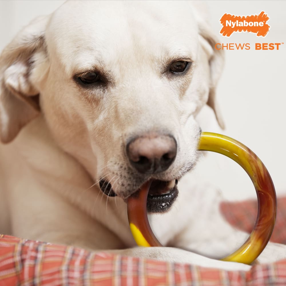 018214850007-nylabone-smooth-ring-lifestyle