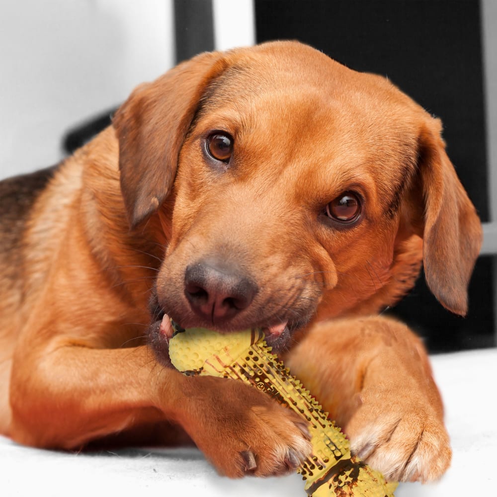 nfrd101w-nylabone-flavor-fun-strong-chew-steak-potato-lifestyle-copy