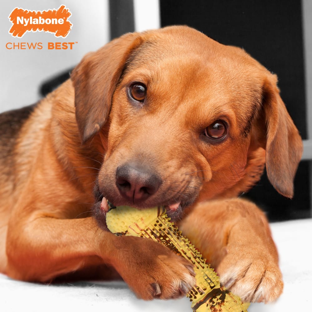 nfrd101w-nylabone-flavor-fun-strong-chew-steak-potato-lifestyle