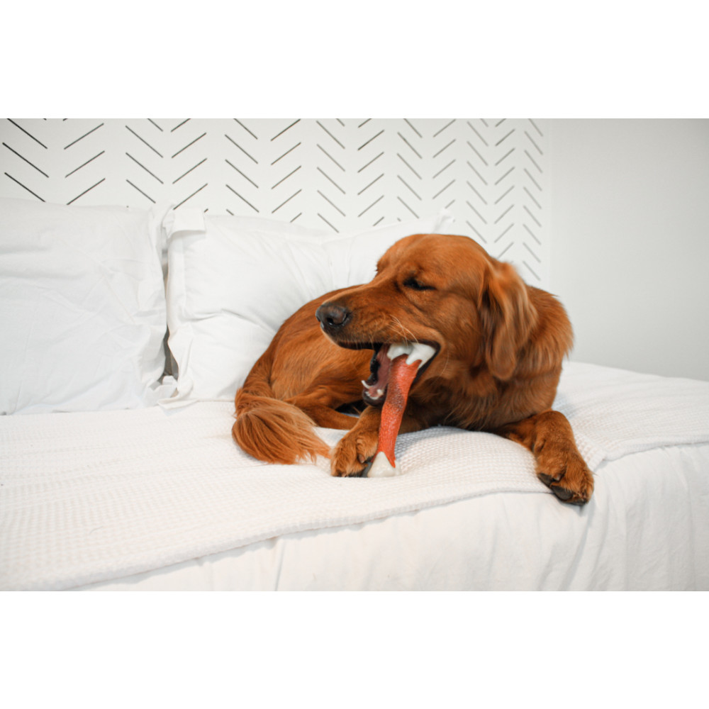 nylabone-full-digital-use-08