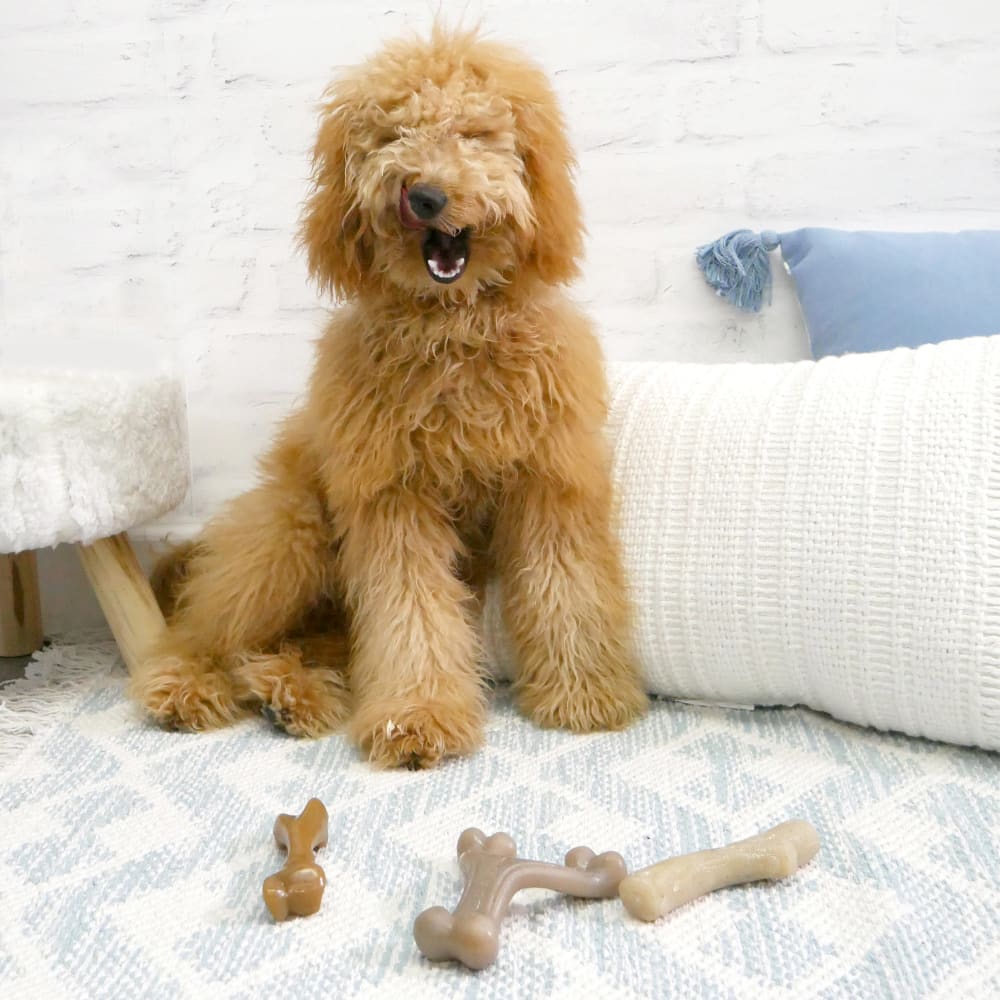 Nylabone Puppy Gourmet Style Strong Chew 3pk Bundle Lifestyle