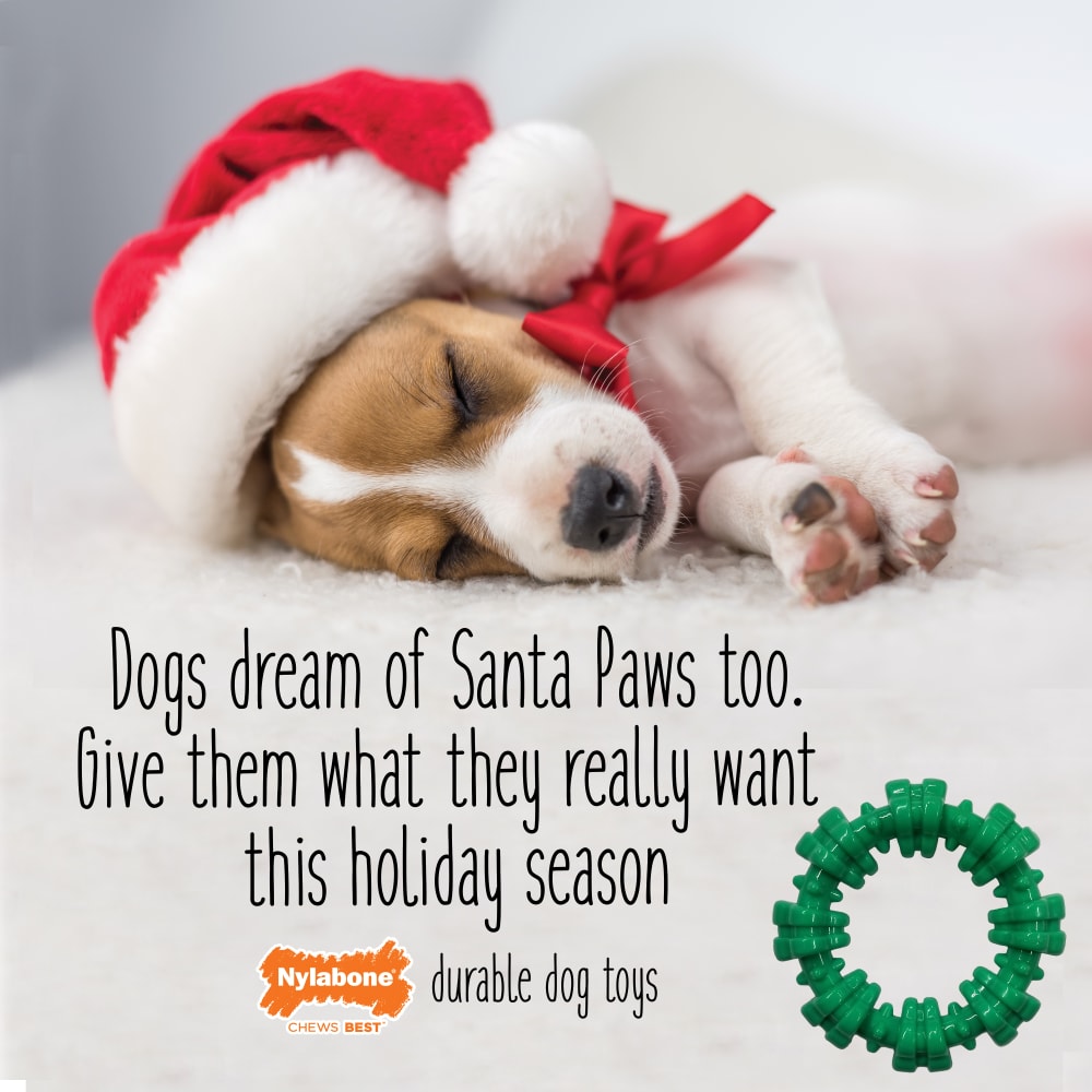 Nylabone Green Holiday Textured Ring Small brand story