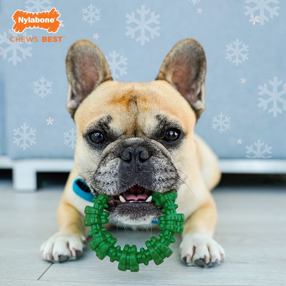 Lifestyle image of Nylabone Green Holiday Textured Ring Small Lifestyle Logo