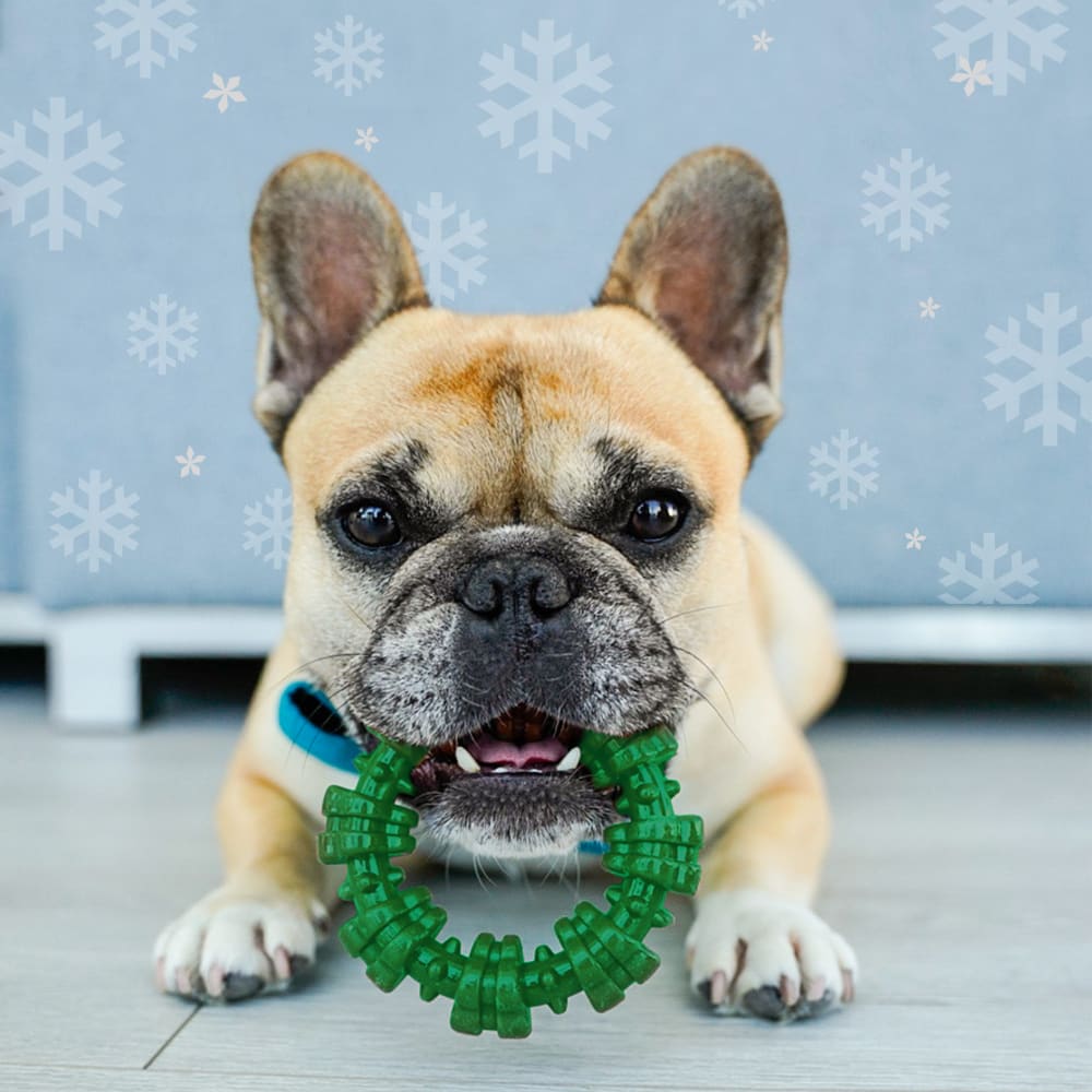 Lifestyle image of Nylabone Green Holiday Textured Ring Small
