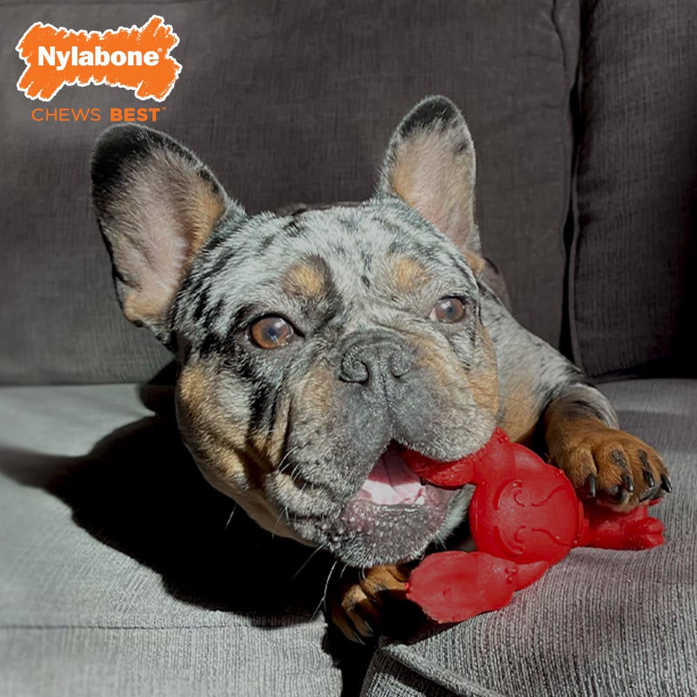 Nylabone Power Chew Lobster Dog Toy Nylabone Power Chew Lobster Dog Toy
