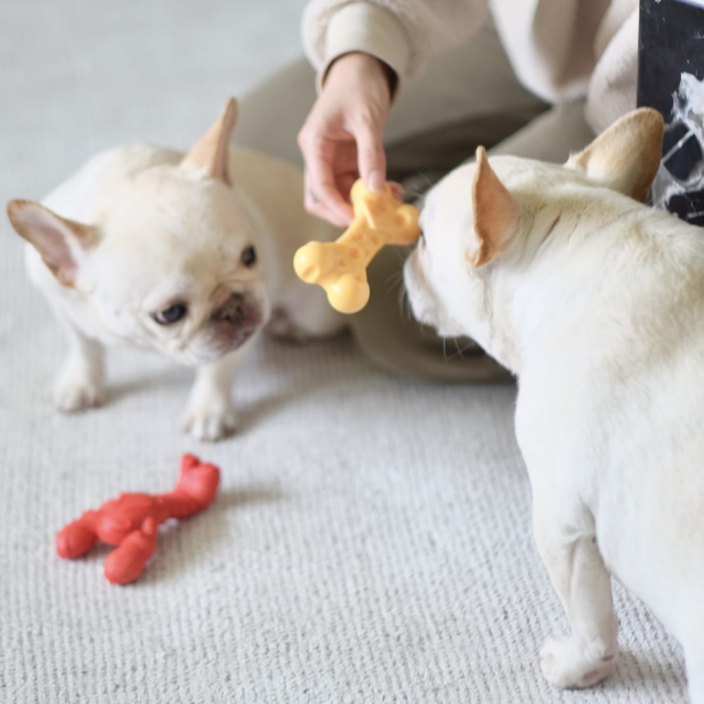 dog with chew toy