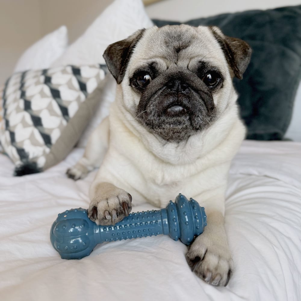 Power Chew Love Our Oceans Textured Barbell Dog Chew Toy | Nylabone