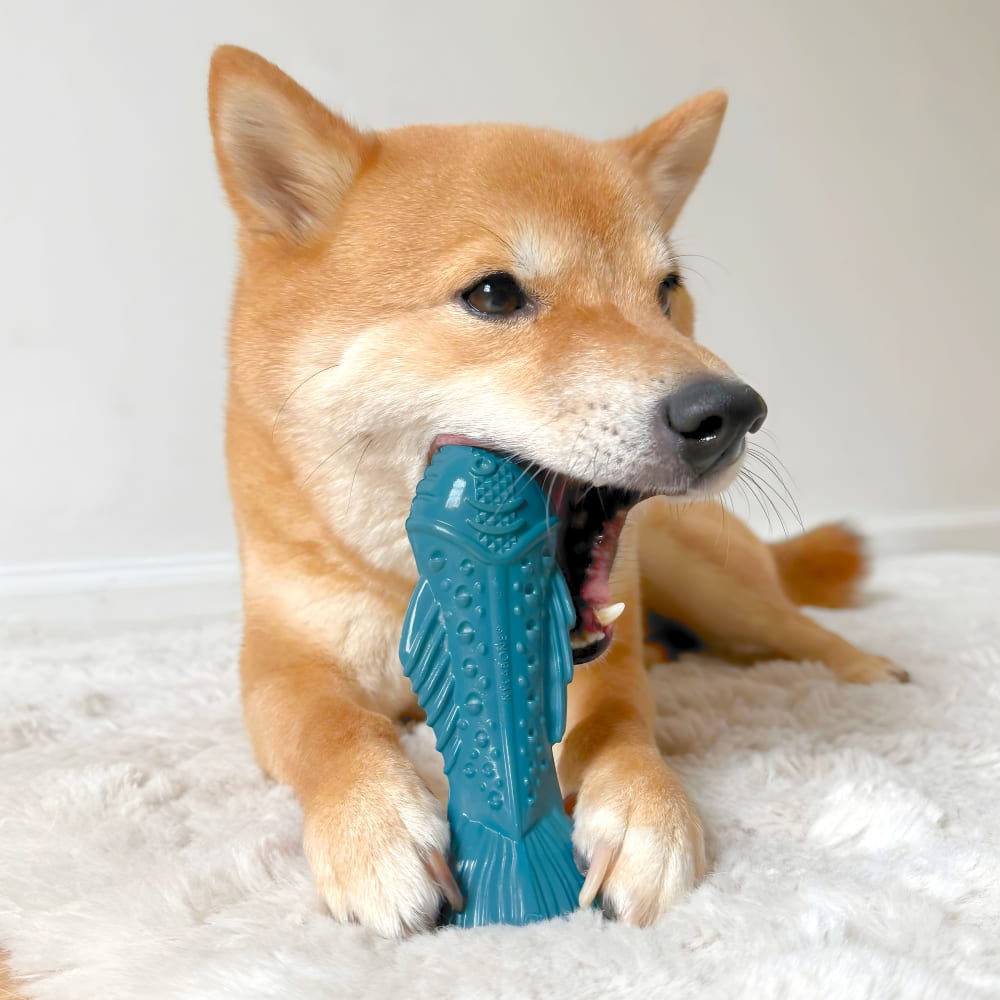 Power Chew Love Our Oceans Textured Fish Dog Chew Toy | Nylabone