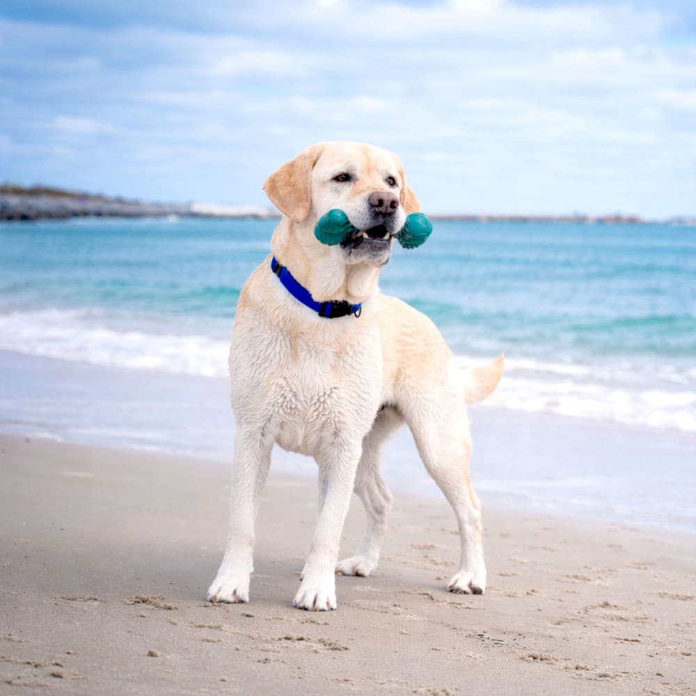 Power Chew Love Our Oceans Frenzy Bone Dog Chew Toy | Nylabone