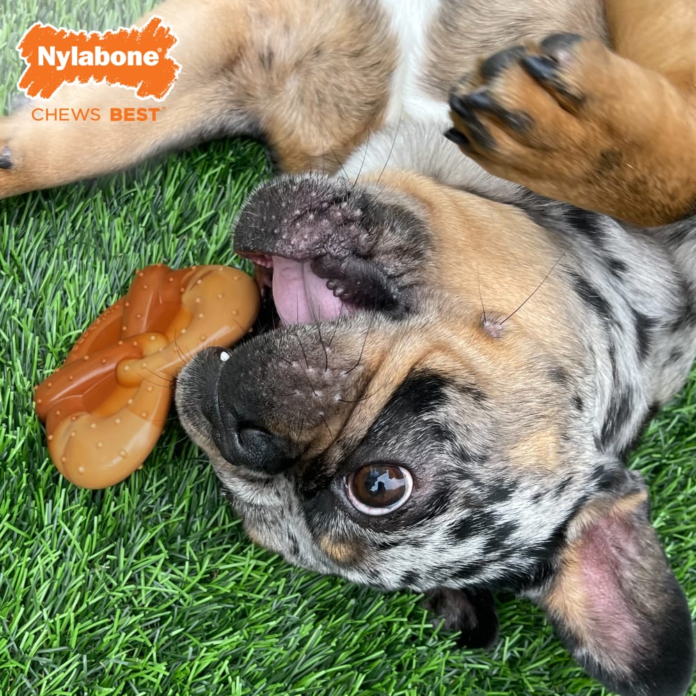 Pretzel dog toy on sale