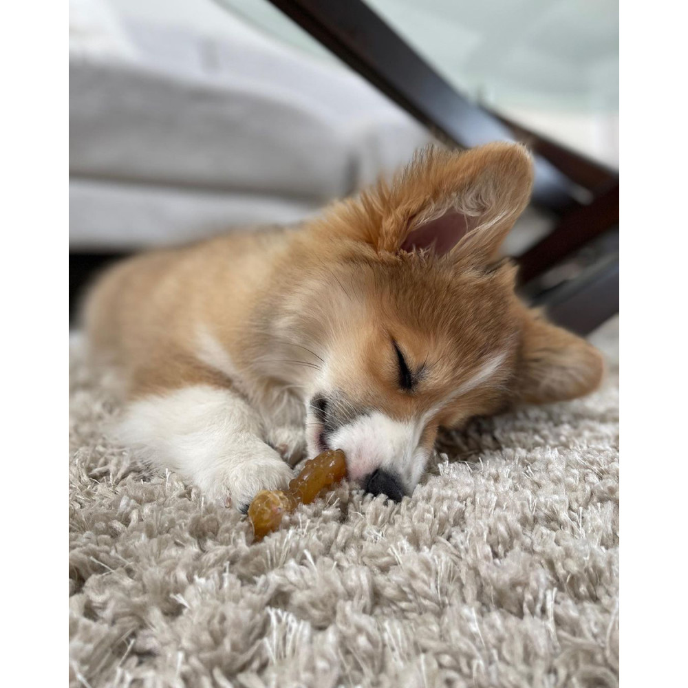 Sleeping dog, holding a chew toy.
