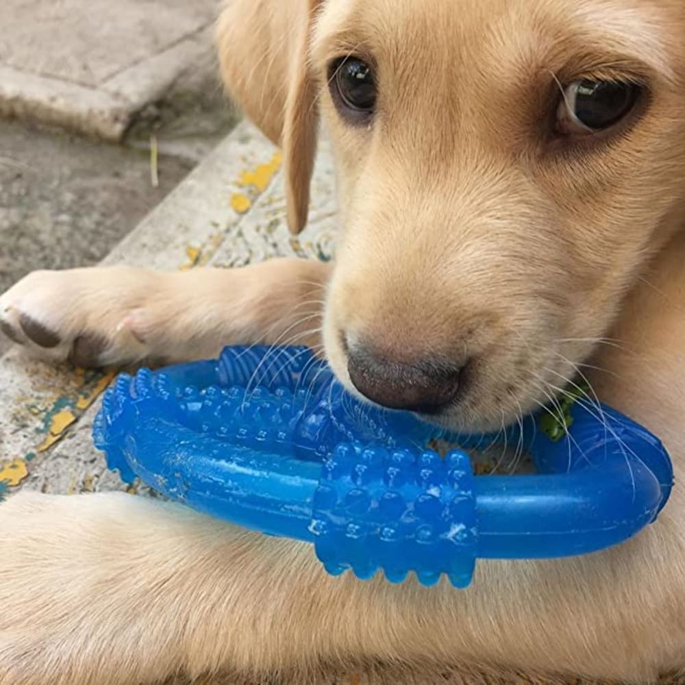 puppy-chew-spin