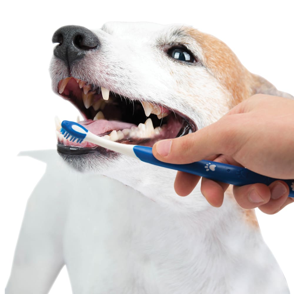 Nylabone puppy dental kit cheap
