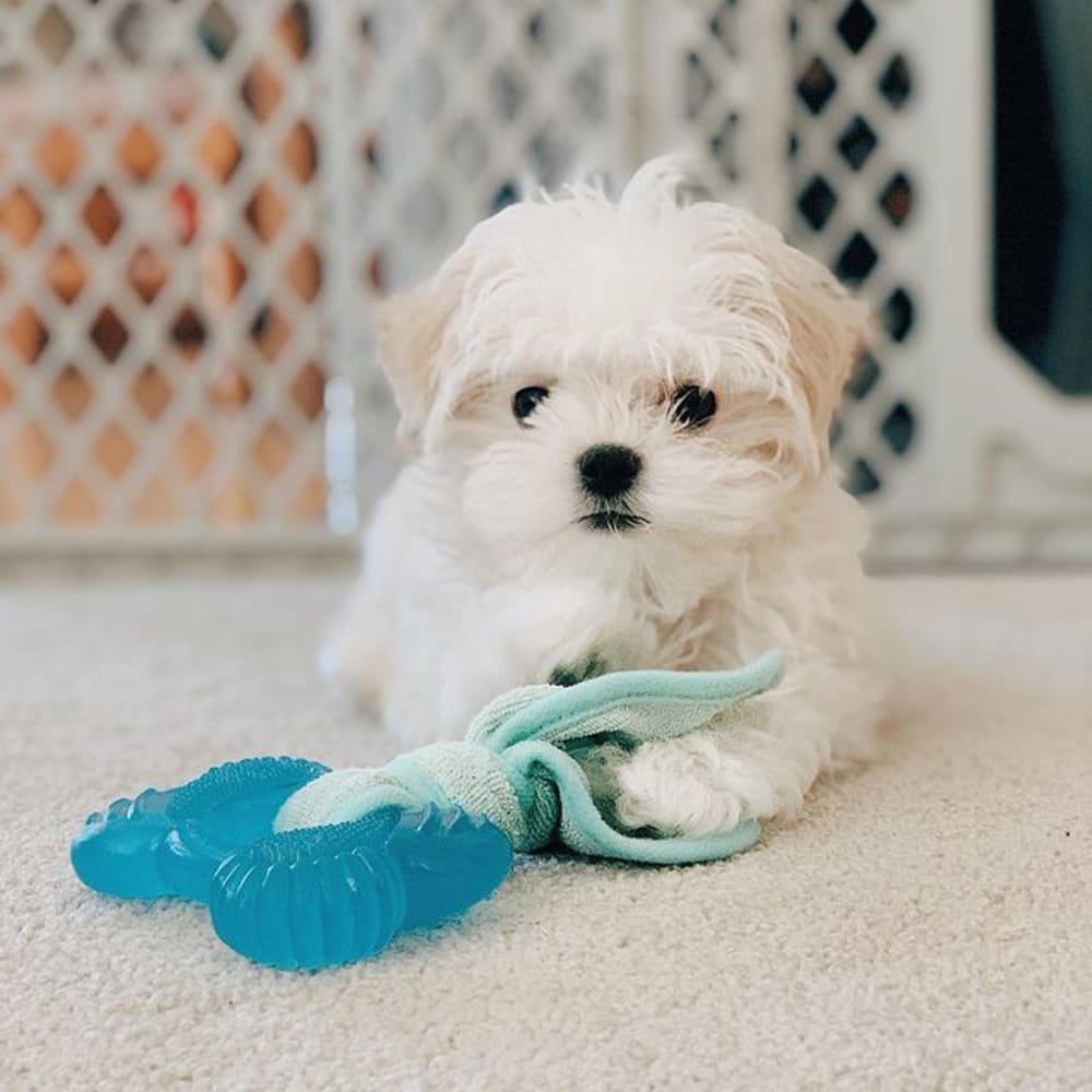 puppy with puppy chew toy