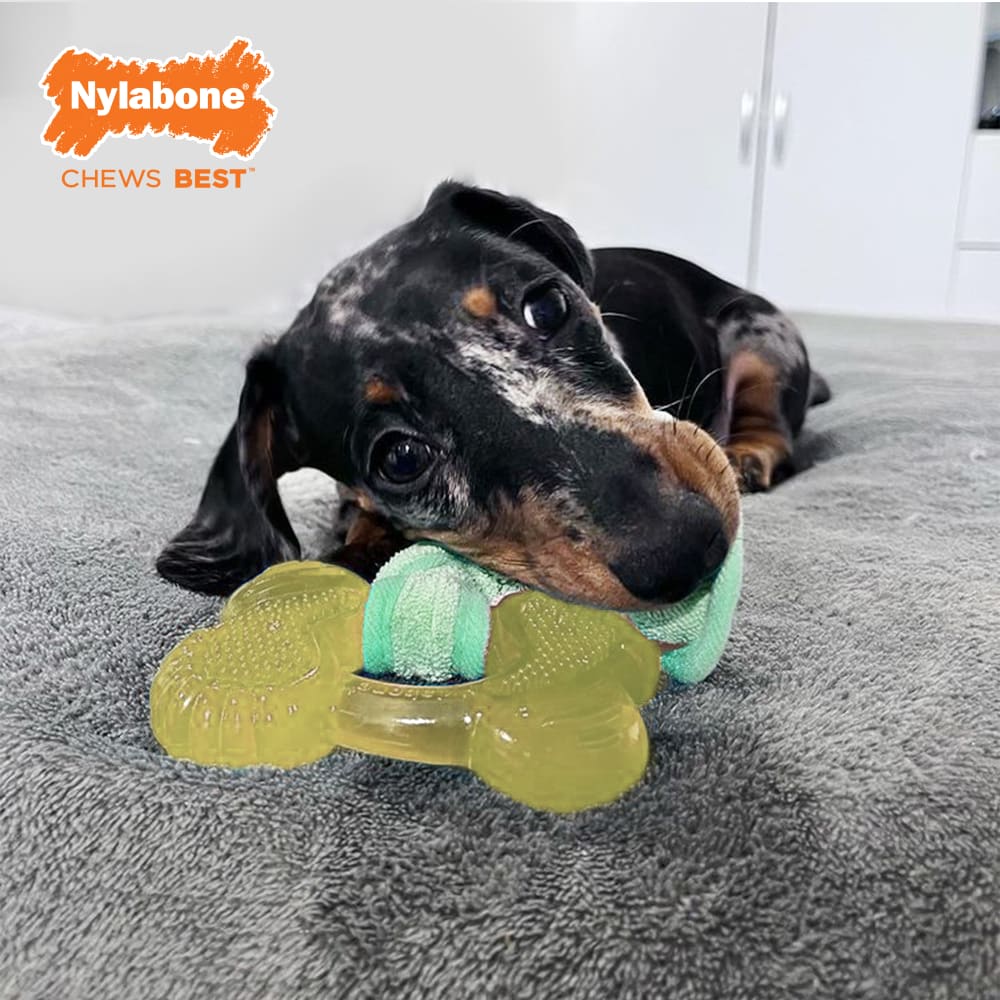018214849537-nylabone-puppy-chew-freezer-bone-with-washcloth-lifestyle-logo