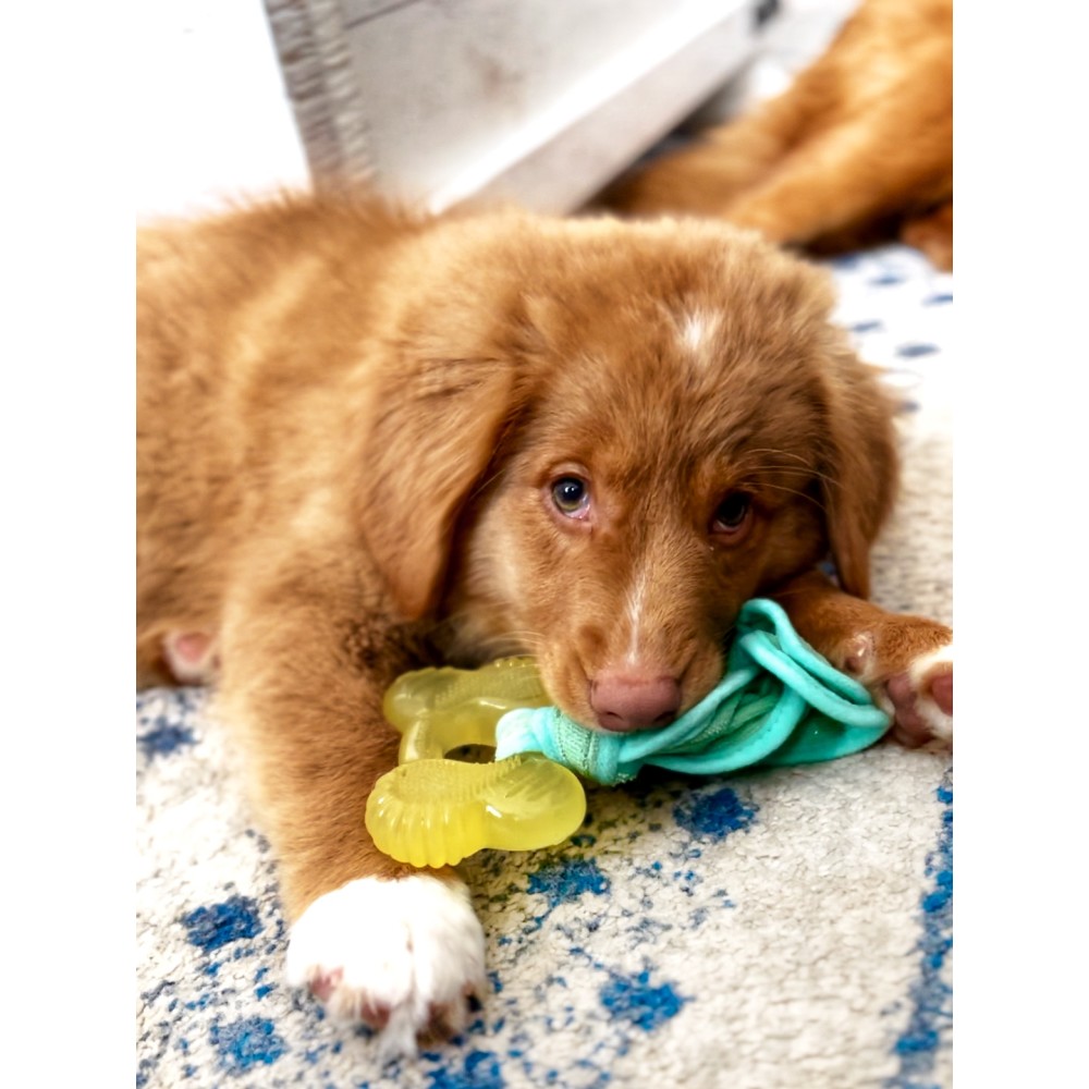 Puppy with FDM Puppy Freezer Bone Teething Chew Toy
