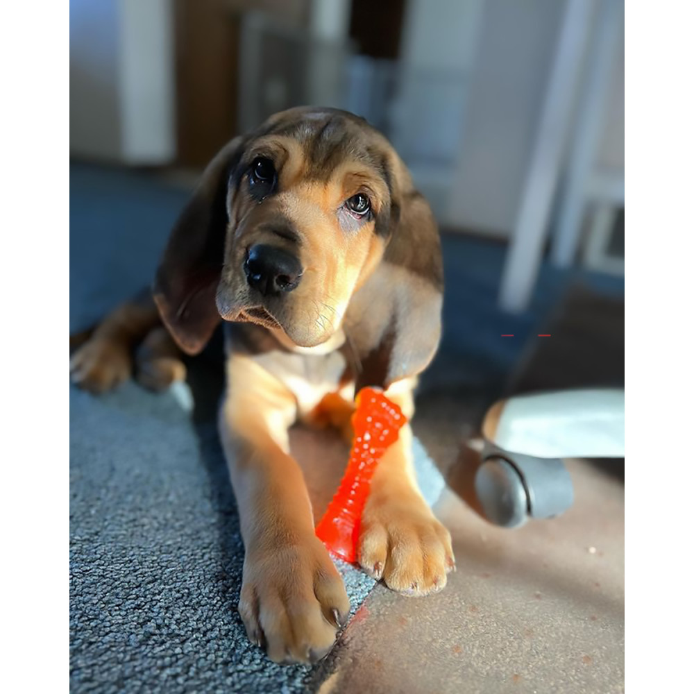 blue-bloodhound-12-5-2022-nylabone-brand-ambassador-full-rights-a