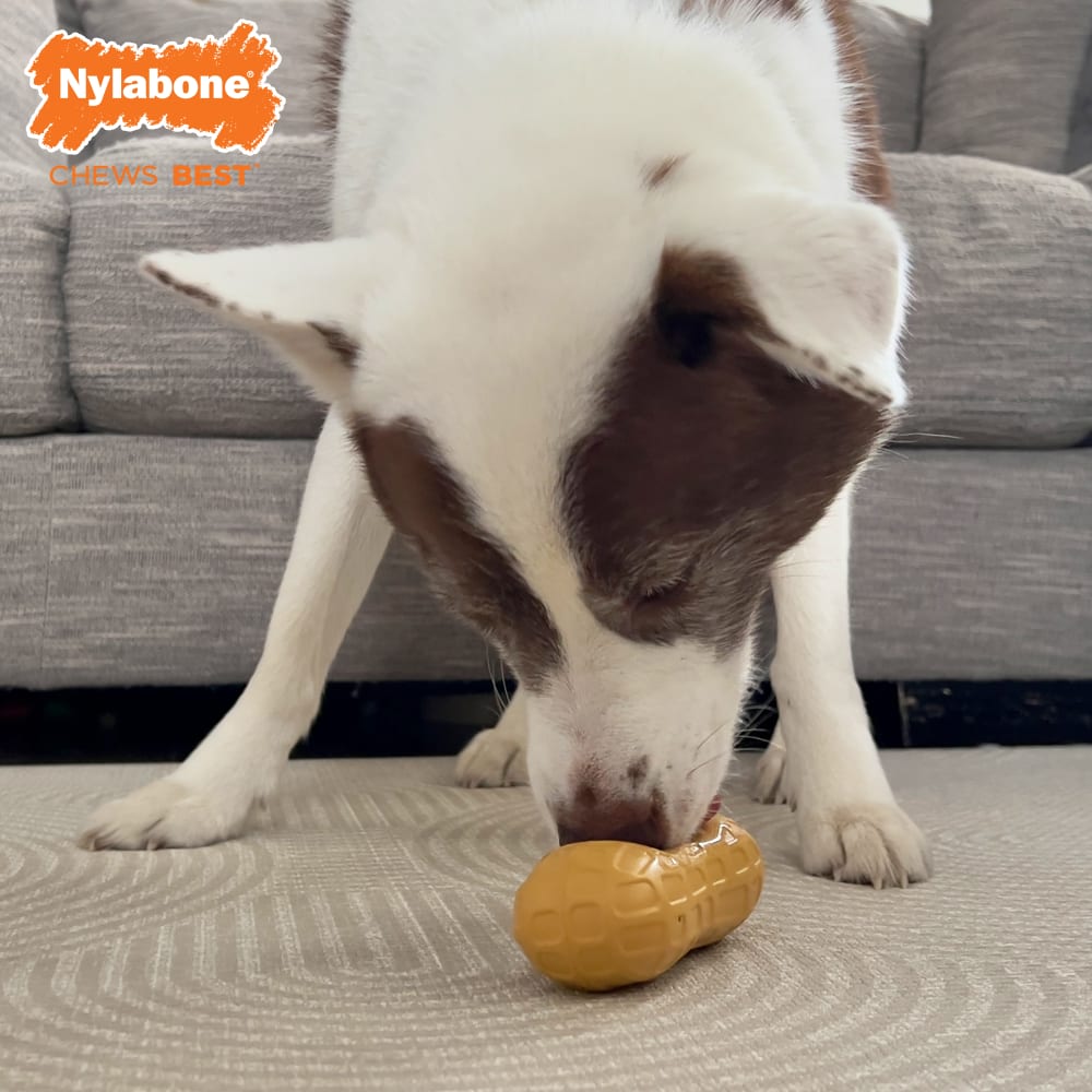 Peanut butter chew toy cheap