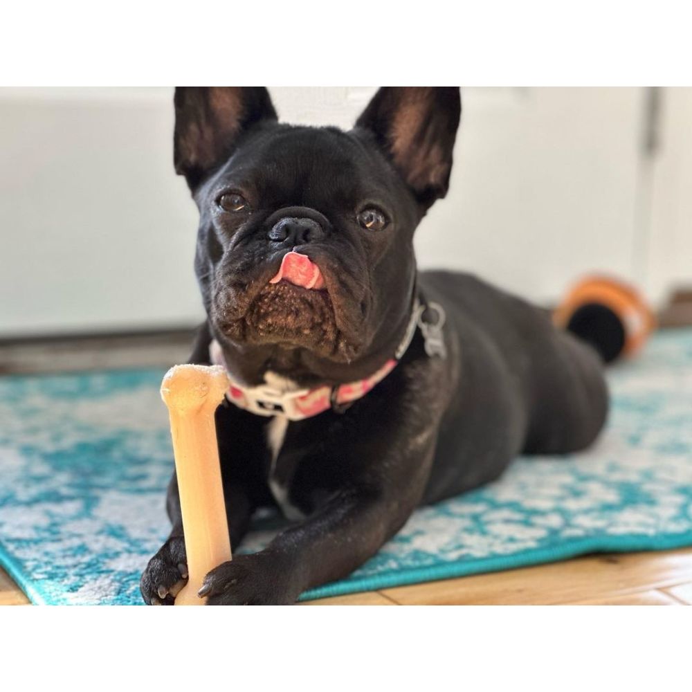 black french bulldog holding wolf origianl power chew toy