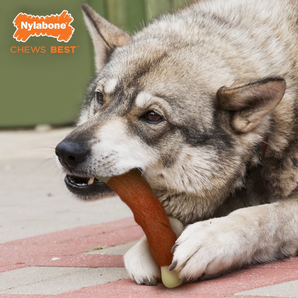 018214836674-nylabone-dura-chew-rib-alternative-toy-lifestyle