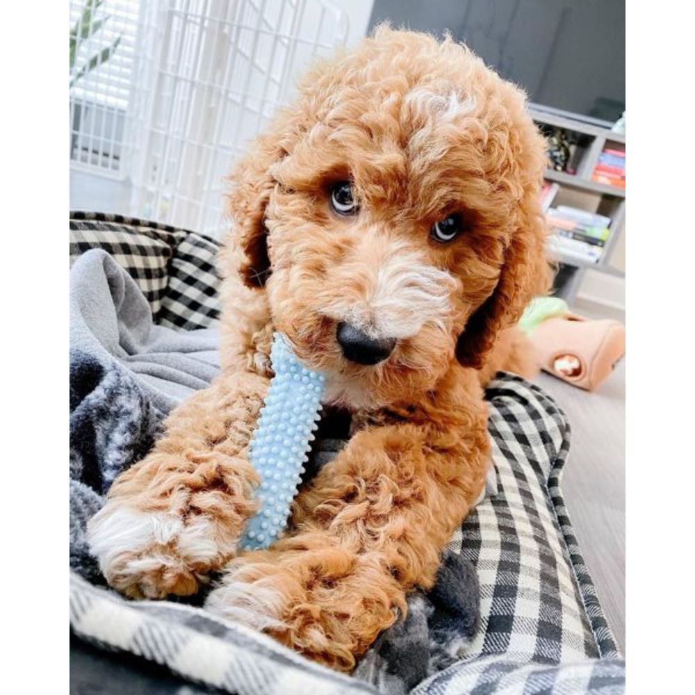 blue-puppy-bundle-lifestyle