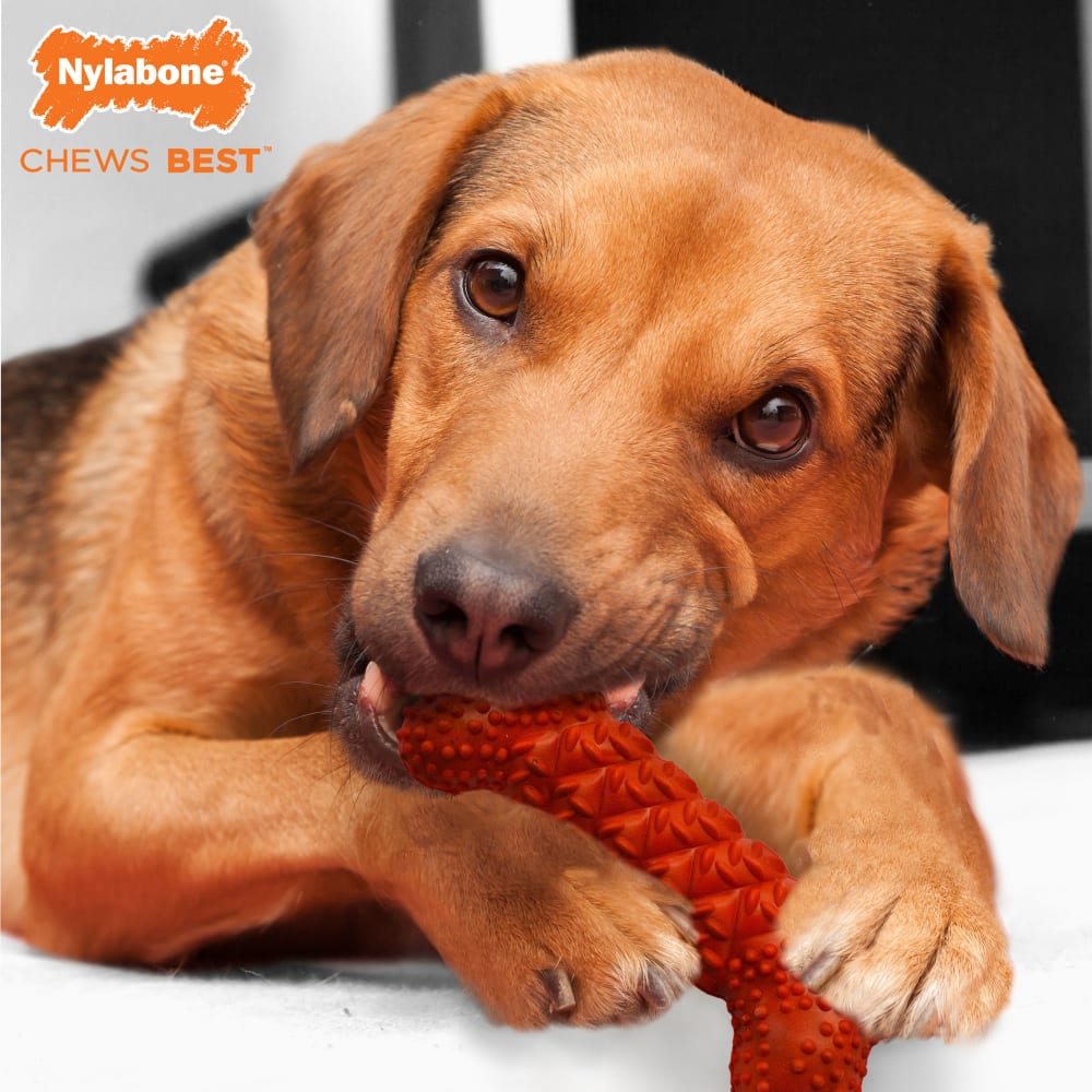 018214825722-nylabone-rubber-braided-bone-lifestyle