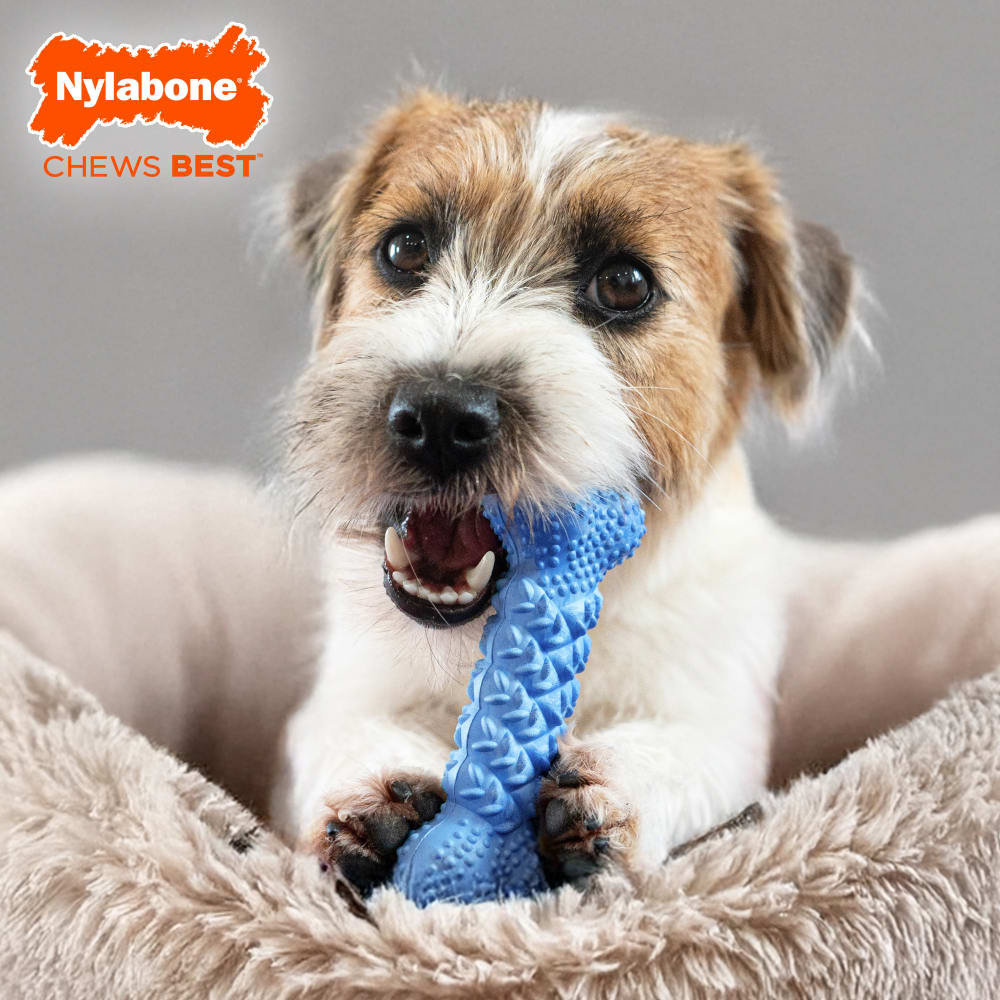 Dog chewing on blue textured chew bone.