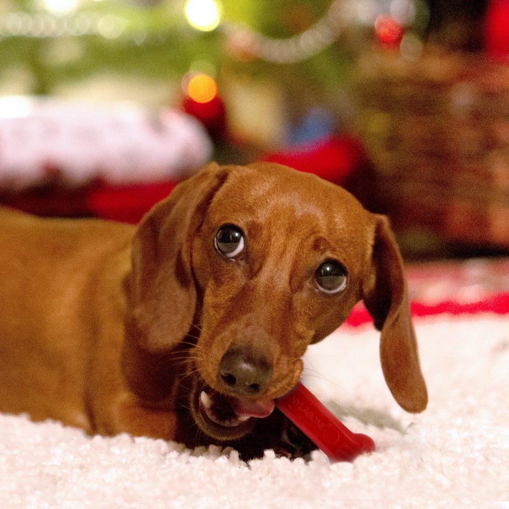 Lifestyle image of Nylabone Holiday Red Twin Pack Small