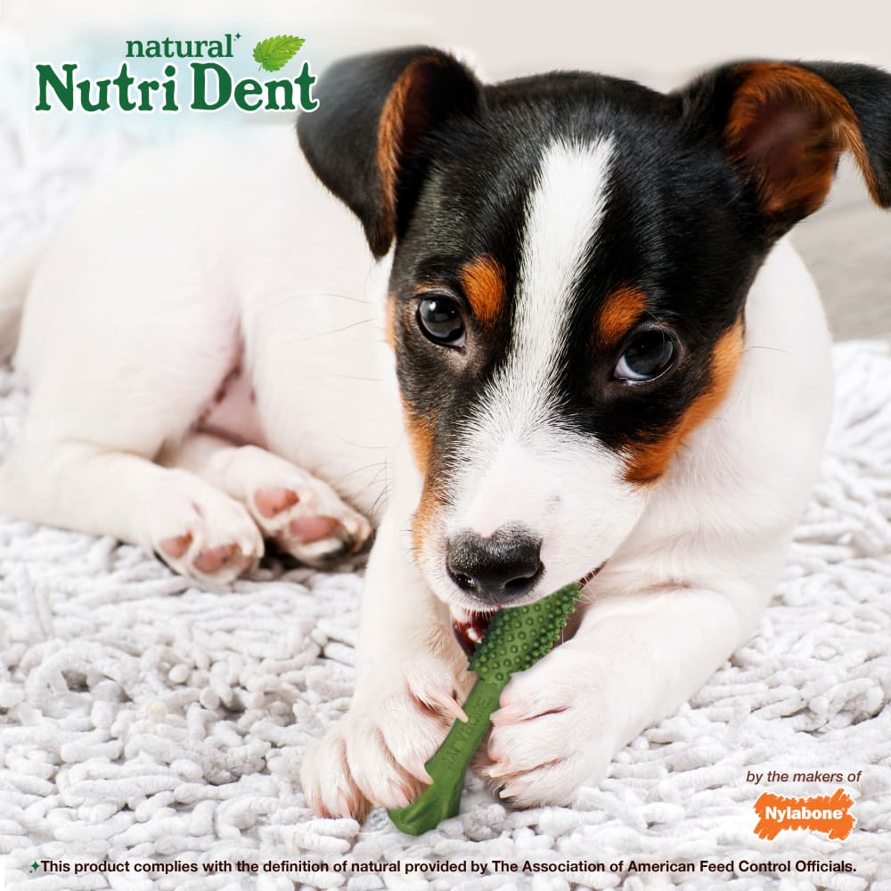018214814436-nylabone-ntd-simple-12ct-small-pouch-lifestyle