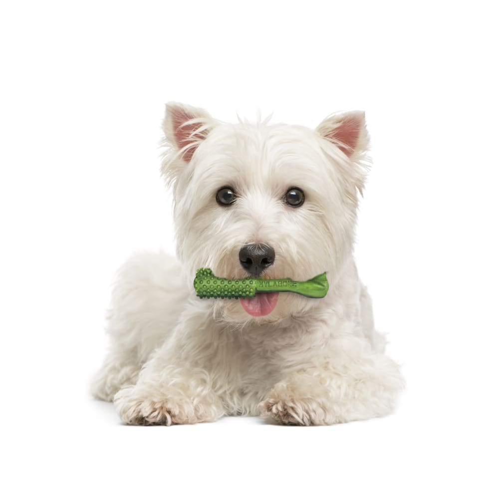 018214814436-nylabone-nutrident-natural-dental-chew-treats-lifestyle