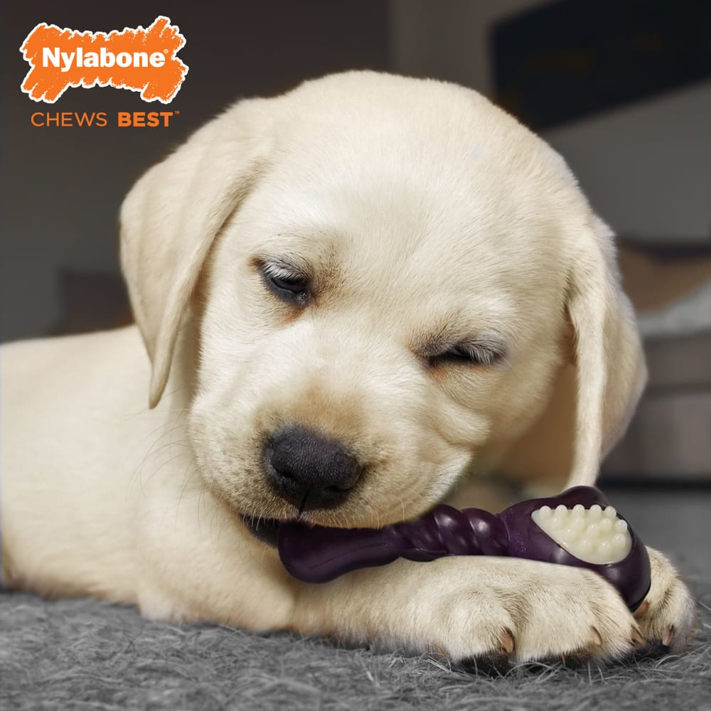 Puppy Chew Double Action Teething Toy Nylabone