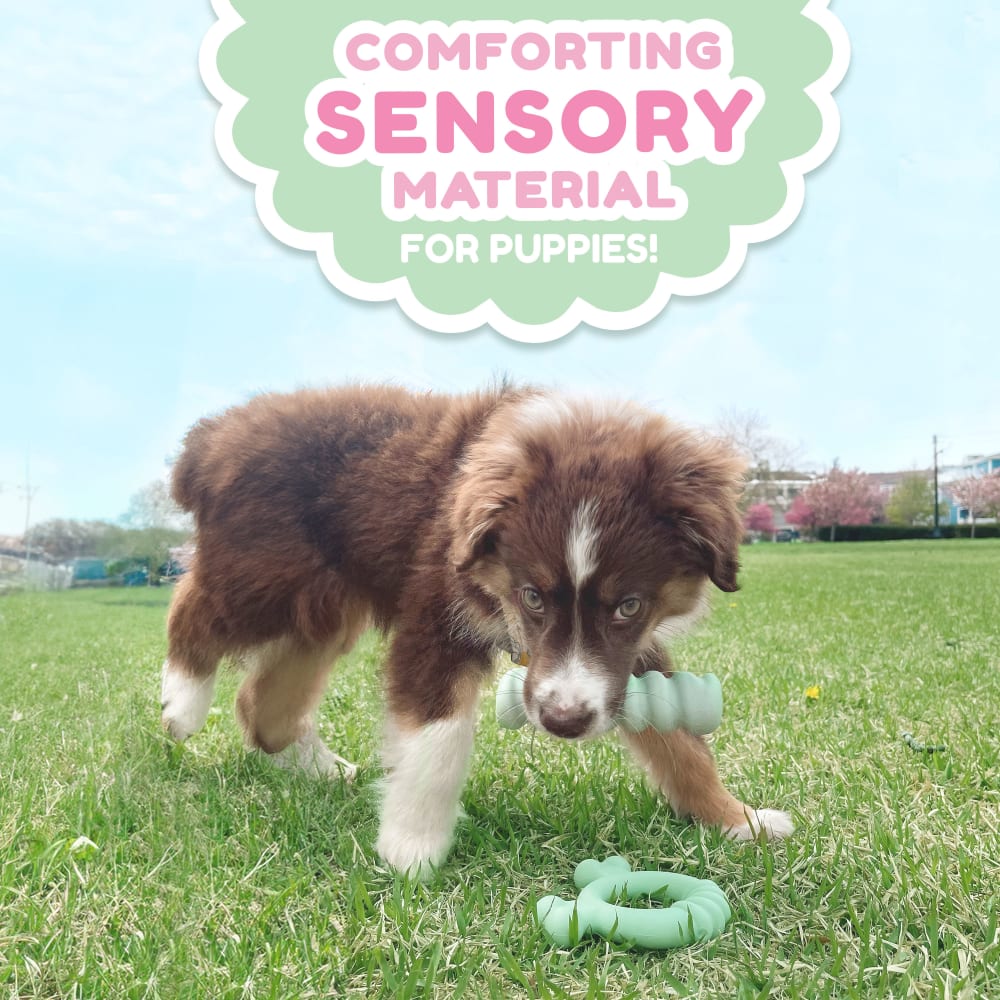 018214854579-nylabone-puppy-chew-tactile-stick-peanut-butter-collectionstory