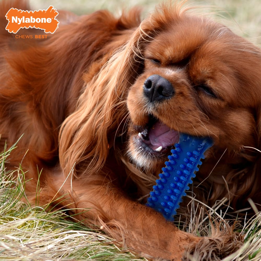 018214849391-pwrchewtriplechew-petite-toy-lifestyle