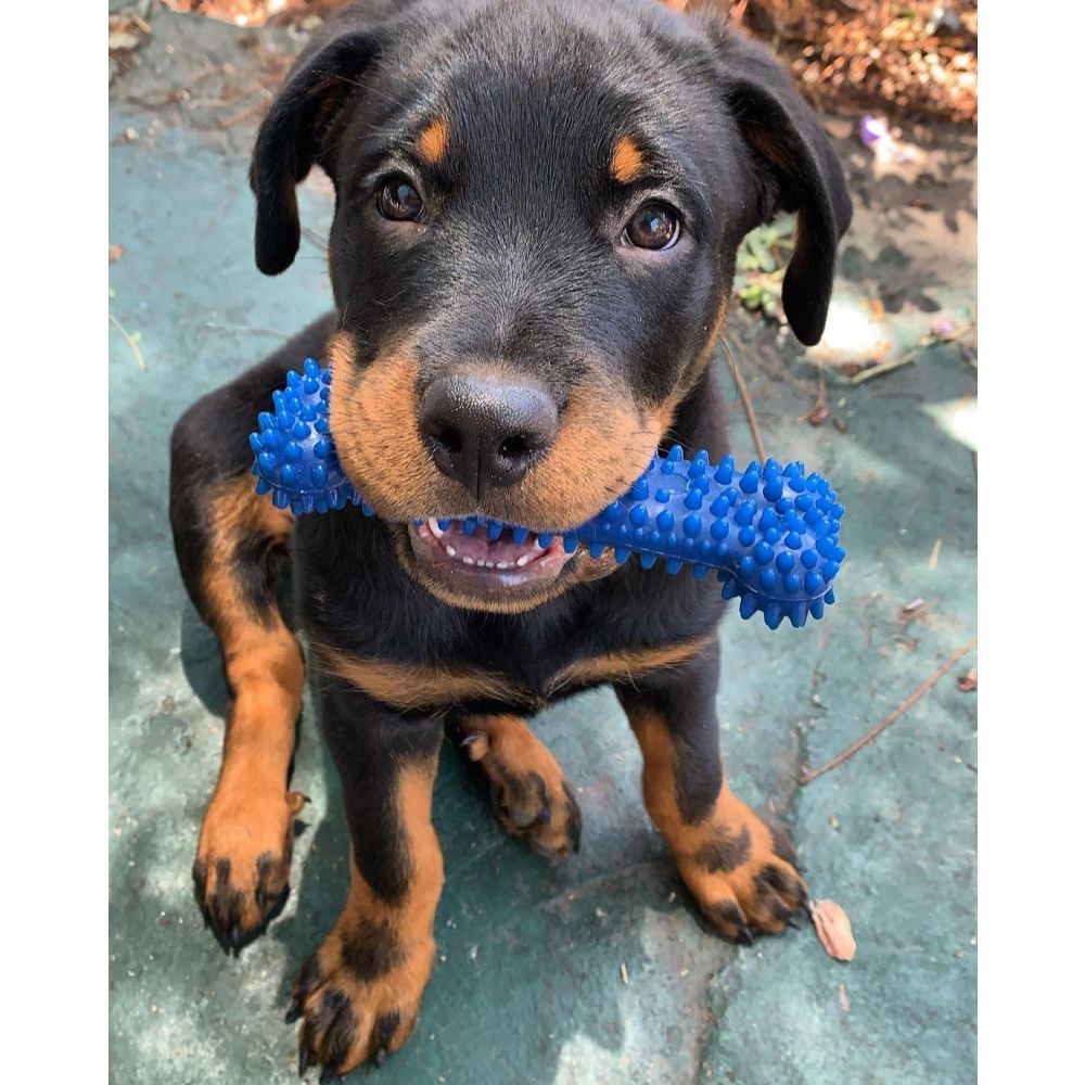 francoistherottie-11-24-2021-nylabone-ugc-full-rights-a