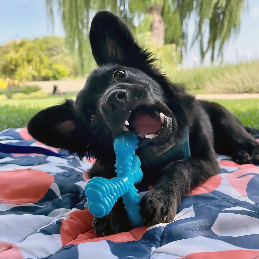 X-Shaped Dog Bone Chew Toy | Power Chew | Nylabone