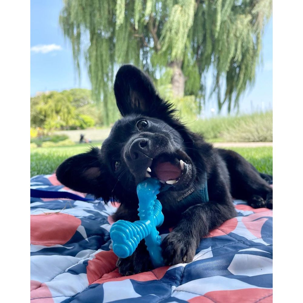 dog outside chewing on chew toy