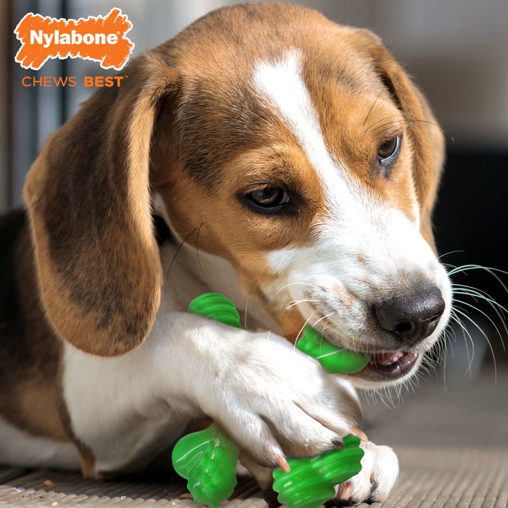 Lifestyle image of Nylabone Power Chew Holiday X Bone Reg Green