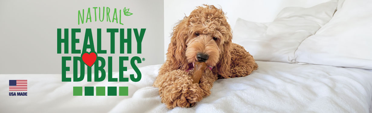 Poodle on white bed holding Healthy Edibles chew treat