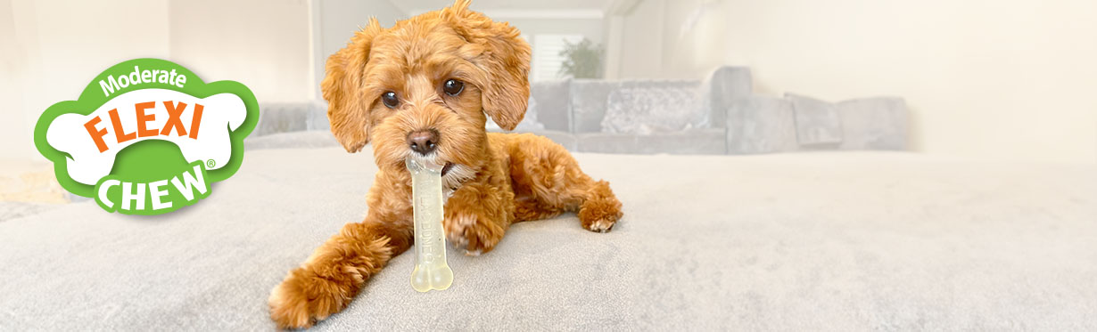 Nylabone flexi hot sale chew