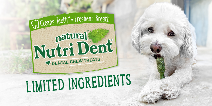 Green dog dental chews top