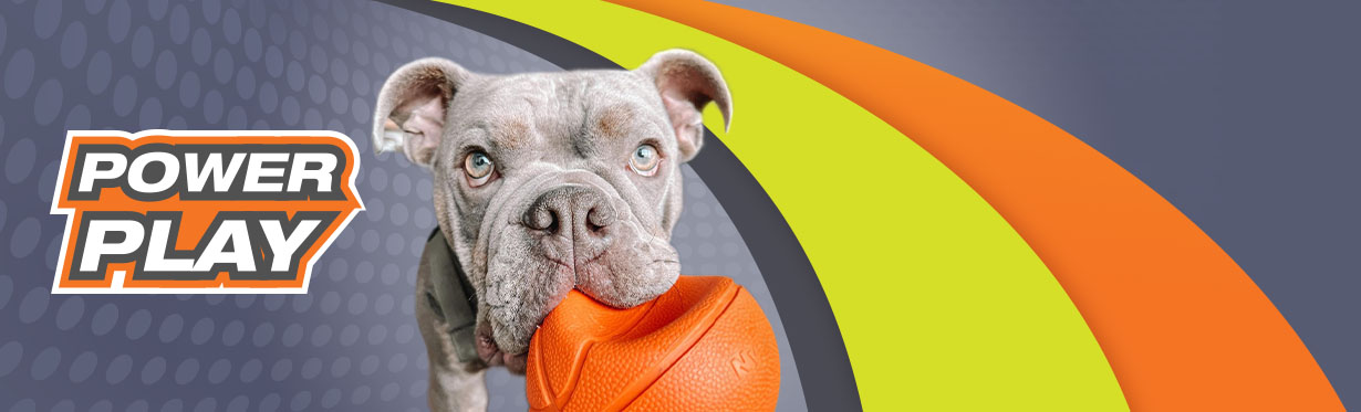 Dog top toy websites