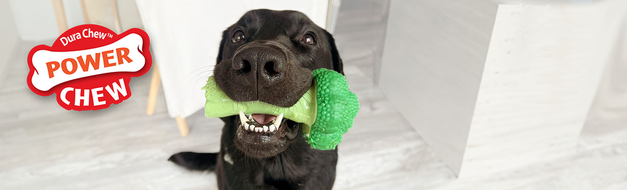 Power Chew Dog Toys for Aggressive Chewers Nylabone