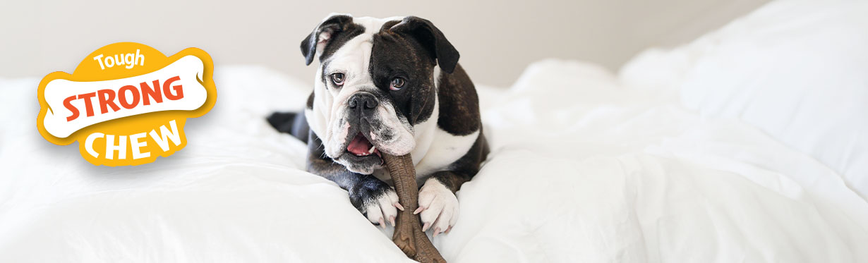 Strong Chew Toys for Dogs Nylabone