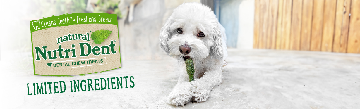 Nutri dent for dogs top
