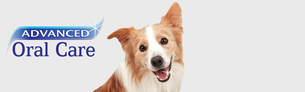 Advanced oral care for dogs clearance